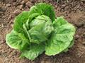 Garden lettuce